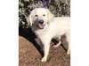 Adopt Cloud a Great Pyrenees