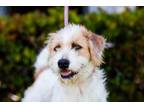 Adopt Puddle a Wirehaired Terrier, Jindo