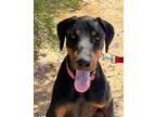 Adopt CEASAR a Doberman Pinscher