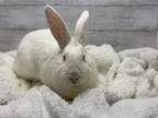 Adopt Liam a Bunny Rabbit