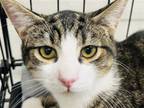 Adopt Russell a Tabby, Domestic Short Hair
