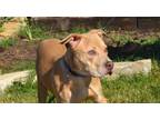 Adopt Ryder a Pit Bull Terrier