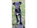 Adopt Muffin a Labrador Retriever