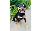 Adopt Blacky a Rottweiler