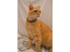 Adopt Toms a Domestic Short Hair, Tabby