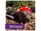 Adopt Webs Webster a American Staffordshire Terrier, Hound