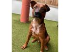 Adopt Enzo #aims-to-please a Australian Cattle Dog / Blue Heeler, Plott Hound
