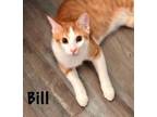 Adopt Bill a Domestic Short Hair