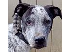 Adopt Victor a German Shorthaired Pointer, American Staffordshire Terrier