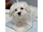Maltese Puppy for sale in Parkville, MD, USA