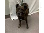 Adopt PRINCESS a Brindle American Pit Bull Terrier / Mixed dog in Tracy