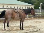 Beautiful Quarter Horse Gelding. Works great with roping cows.