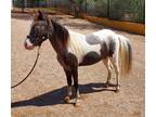 6 Year Old 32" Tall Registered Mini Mare