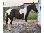 Amazing black APHA FILLY * Sale pending**