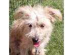Dante, Terrier (unknown Type, Small) For Adoption In San Francisco, California