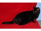 Bambino (spayed/combotested), Domestic Shorthair For Adoption In Marietta, Ohio