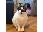 Ivy, Domestic Shorthair For Adoption In Chicago, Illinois