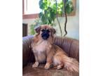 Adopt Willow a Pomeranian, Shih Tzu