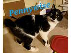 Pennywise, American Bobtail For Adoption In Schenectady, New York