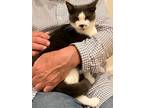 Adopt Pixie a American Shorthair, Domestic Short Hair