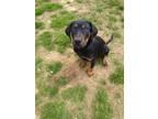 Adopt Lil Rascal a Black Labrador Retriever / Mixed dog in Walpole
