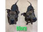 Adopt DJORN a Black American Pit Bull Terrier / Mixed dog in Saginaw