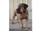 Adopt Nerina a Red/Golden/Orange/Chestnut Mastiff / Mixed dog in Hurst