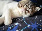 Tabby Male Persian Kittens