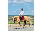 Handsome All Around, Western or English, Trail Horse Deluxe- 5 yr old Palomino