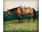 7yr old AQHA registered gelding.....15.2H, about 1200 lbs, dun.