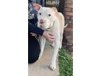 Adopt Mack a White Shar Pei / Mixed dog in Lyman, SC (36942518)