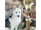 Adopt Denali a White - with Black Husky / German Shepherd Dog / Mixed dog in