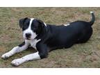 Adopt Stevie Ray a Black - with White Boxer / Labrador Retriever / Mixed dog in
