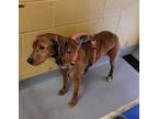Adopt Baybee a Brindle Labrador Retriever / Mixed dog in Dothan, AL (37105274)