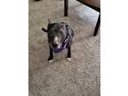 Adopt Glimmer Rose a American Pit Bull Terrier / Staffordshire Bull Terrier /