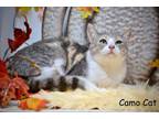 Adopt Camo Cat a Dilute Calico