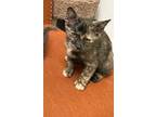 Adopt Bebe "BABA baby..part of the Tortie Duo" a Tortoiseshell