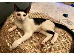 Adopt Enola - Foster Home CC a Oriental Short Hair, Domestic Short Hair