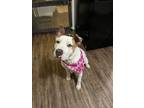 Adopt Juni a Pit Bull Terrier, Hound