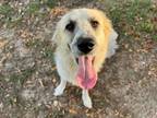 Adopt FLARE -FOSTERED IN NEW ENGLAND a Great Pyrenees