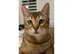 Adopt Cleo a Abyssinian, Bengal