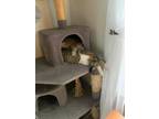 Adopt Willow and Sage a Tabby