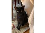 Adopt Baby Ruth a Domestic Short Hair