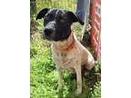 Adopt POPPI a English Pointer