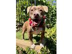 Adopt Ruby Roo a Pit Bull Terrier