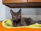 Adopt Hope a Domestic Short Hair