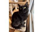 Adopt Shirley a Bombay, Domestic Short Hair