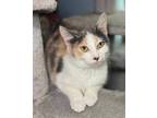 Adopt Pickled Ginger a Calico