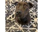 Adopt Penelope aka nelly a Terrier, Black Labrador Retriever