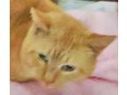 Adopt Pye a Domestic Short Hair